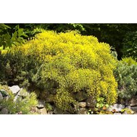 Kategorie <b>Blütensträucher und Ziergehölze </b> - Genista pilosa 'Vancouver Gold' 15-20 cm