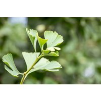 Kategorie <b>Nadelbäume u. Koniferen </b> - Ginkgo biloba 'Baldi' 125 cm Stammhöhe