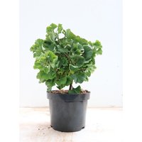 Kategorie <b>Nadelbäume u. Koniferen </b> - Ginkgo biloba 'Mariken' 20-30 cm