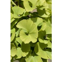 Kategorie <b>Nadelbäume u. Koniferen </b> - Ginkgo biloba 'Mariken' 30-40 cm