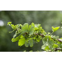 Kategorie <b>Nadelbäume u. Koniferen </b> - Ginkgo biloba 'Troll' 100 cm Stammhöhe