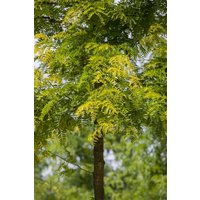 Kategorie <b>Produkt nicht gewünscht </b> - Gleditsia triacanthos 'Sunburst' 100-125 cm