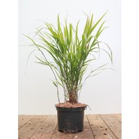 Kategorie <b>Produkt nicht gewünscht </b> - Hakonechloa macra 'Greenhills' 2-3 Liter Container (Wuchs jahreszeitlich)