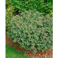 Kategorie <b>Produkt nicht gewünscht </b> - Hebe albicans ca. 10 cm Topf (Wuchs jahreszeitlich)