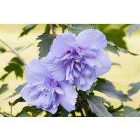 Kategorie <b>Produkt nicht gewünscht </b> - Hibiscus syriacus 'Blue Chiffon' -R- 60-80 cm