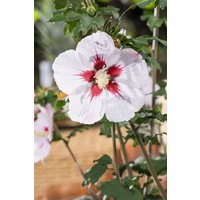 Kategorie <b>Produkt nicht gewünscht </b> - Hibiscus syriacus 'Helene' 40-60 cm