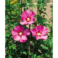 Kategorie <b>Produkt nicht gewünscht </b> - Hibiscus syriacus 'Maike' 60-80 cm