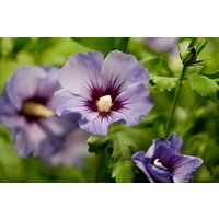 Kategorie <b>Produkt nicht gewünscht </b> - Hibiscus syriacus 'Marina' 15-20 cm