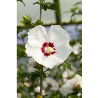 Kategorie <b>Produkt nicht gewünscht </b> - Hibiscus syriacus 'Red Heart' 15-20 cm