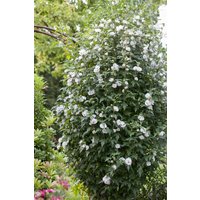Kategorie <b>Produkt nicht gewünscht </b> - Hibiscus syriacus 'Speciosus' 60-80 cm