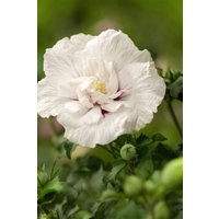Kategorie <b>Produkt nicht gewünscht </b> - Hibiscus syriacus 'White Chiffon' -R- 125-150 cm