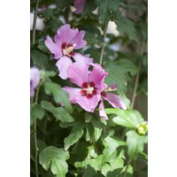 Kategorie <b>Produkt nicht gewünscht </b> - Hibiscus syriacus 'Woodbridge' ca. 9x9 cm Topf (Wuchs jahreszeitlich)