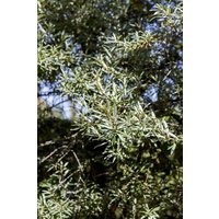 Wildbäume u. Wildsträucher - Hippophae rhamnoides 'Hikul' 30-40 cm