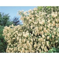 Kategorie <b>Produkt nicht gewünscht </b> - Holodiscus discolor 80-100 cm