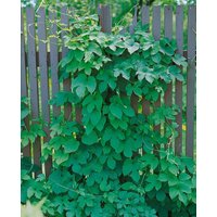 Kategorie <b>Produkt nicht gewünscht </b> - Humulus lupulus 'Pure' 40-60 cm