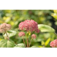 Kategorie <b>Produkt nicht gewünscht </b> - Hydrangea arborescens 'Pink Annabelle' -R- 100-125 cm