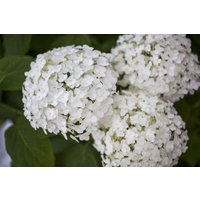 Kategorie <b>Produkt nicht gewünscht </b> - Hydrangea arborescens 'Strong Annabelle' -R- 100-125 cm