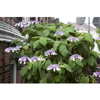 Kategorie <b>Produkt nicht gewünscht </b> - Hydrangea aspera 'Macrophylla' 125-150 cm