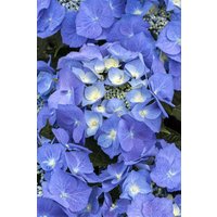 Kategorie <b>Produkt nicht gewünscht </b> - Hydrangea macrophylla 'Blaumeise' 125-150 cm