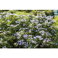 Kategorie <b>Produkt nicht gewünscht </b> - Hydrangea mac. 'Bodensee' 40-60 cm