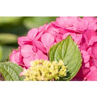 Kategorie <b>Produkt nicht gewünscht </b> - Hydrangea mac. 'Bouquet Rose' 80-100 cm