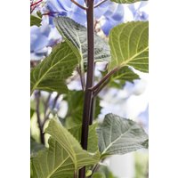 Kategorie <b>Produkt nicht gewünscht </b> - Hydrangea macrophylla 'Zorro' -R- 30-40 cm