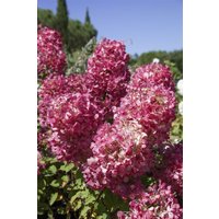 Kategorie <b>Produkt nicht gewünscht </b> - Hydrangea paniculata 'Diamond Rouge' -R- 100-125 cm