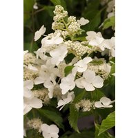 Kategorie <b>Produkt nicht gewünscht </b> - Hydrangea paniculata 'Levana' ca. 9x9 cm Topf (Wuchs jahreszeitlich)