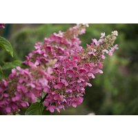 Kategorie <b>Produkt nicht gewünscht </b> - Hydrangea paniculata 'Little Quick Fire' 80-100 cm