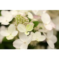 Kategorie <b>Blütensträucher und Ziergehölze </b> - Hydrangea paniculata 'Magical Fire' -R- 30-40 cm