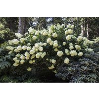 Kategorie <b>Blütensträucher und Ziergehölze </b> - Hydrangea paniculata 'Phantom' 150-175 cm