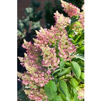 Kategorie <b>Produkt nicht gewünscht </b> - Hydrangea paniculata 'Pink Lady' 80-100 cm