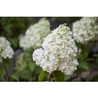 Kategorie <b>Produkt nicht gewünscht </b> - Hydrangea paniculata 'Polarbear' ca. 9x9 cm Topf (Wuchs jahreszeitlich)