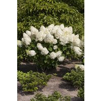 Kategorie <b>Produkt nicht gewünscht </b> - Hydrangea paniculata 'Silver Dollar' 100-125 cm