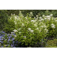 Kategorie <b>Produkt nicht gewünscht </b> - Hydrangea paniculata 'Wim's Red' -S- 125-150 cm