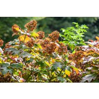 Kategorie <b>Produkt nicht gewünscht </b> - Hydrangea quercifolia 'Amethyst' ca. 9x9 cm Topf (Wuchs jahreszeitlich)