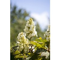 Kategorie <b>Produkt nicht gewünscht </b> - Hydrangea quercifolia 'Munchkin' 40-60 cm