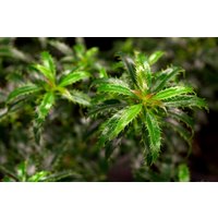 immergrüne Laubbäume - Ilex aquifolium 'Heckenzwerg' -R- ca. 9x9 cm Topf (Wuchs jahreszeitlich)