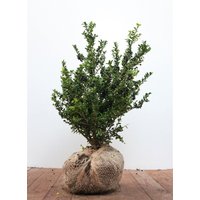 Hecken - Ilex crenata 'Convexa' 40-50 cm