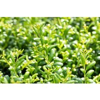 Hecken - Ilex crenata 'Convexa' Kugel 90-100 cm