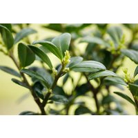 Kategorie <b>Hecken </b> - Ilex crenata 'Dark Green' -R- Kugel 20-25 cm