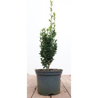 Hecken - Ilex crenata 'Fastigiata' 20-30 cm