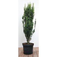 Hecken - Ilex crenata 'Fastigiata' 80-100 cm