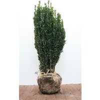 Hecken - Ilex crenata 'Fastigiata' 60-80 cm