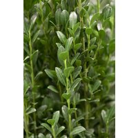 Hecken - Ilex crenata 'Fastigiata' 125-150 cm