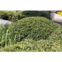 Hecken - Ilex crenata 'Green Lustre' Halbkugel 100-110 cm