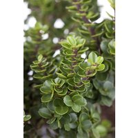 Kategorie <b>Hecken </b> - Ilex crenata 'Mariesii' 30-40 cm