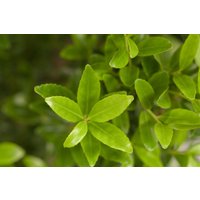 Kategorie <b>immergrüne Laubbäume </b> - Ilex maximowicziana var. kanehirae 150-175 cm