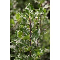 Kategorie <b>immergrüne Laubbäume </b> - Ilex meserveae 'Blue Angel' -R- 100-125 cm