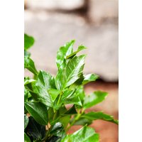 Kategorie <b>immergrüne Laubbäume </b> - Ilex meserveae 'Blue Maid' -R- 90 cm Stammhöhe